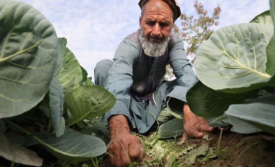 بدعم من مكتب الأمم المتحدة المعني بالمخدرات والجريمة، تحول المزارع الأفغاني زاهور، وآلاف المزارعين الأفغان الآخرين، من زراعة الأفيون إلى الزراعة القانونية، مما حوّل الأرض إلى مصدر للأمل والدخل المستدام. وهذا يساعد أيضا على جعل العالم أكثر أمانا من المخدرات.